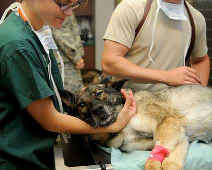 dog-treatment